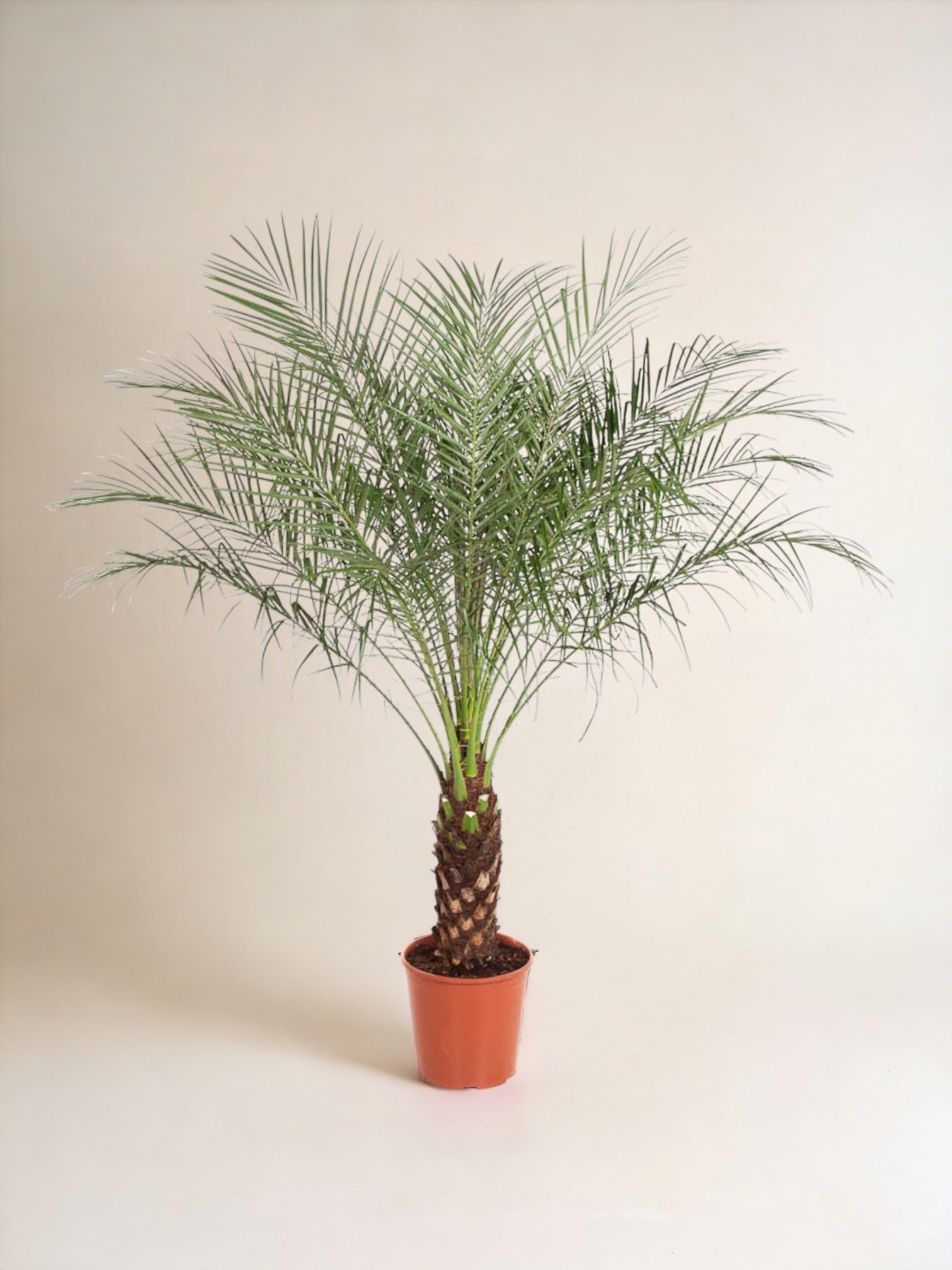 La Green Touch - Phoenix Roebelenii - 150 cm - ø27 - Plante d'intérieur - Pot 27cm, Hauteur 150 cm