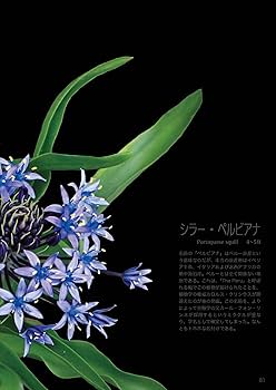 花の顔とこんにちは/Ｇａｋｋｅｎ/浜口哲一（大型本） 花の顔とこんにちは (たのしい自然発見シリ-ズ) | 浜口 哲一 |本