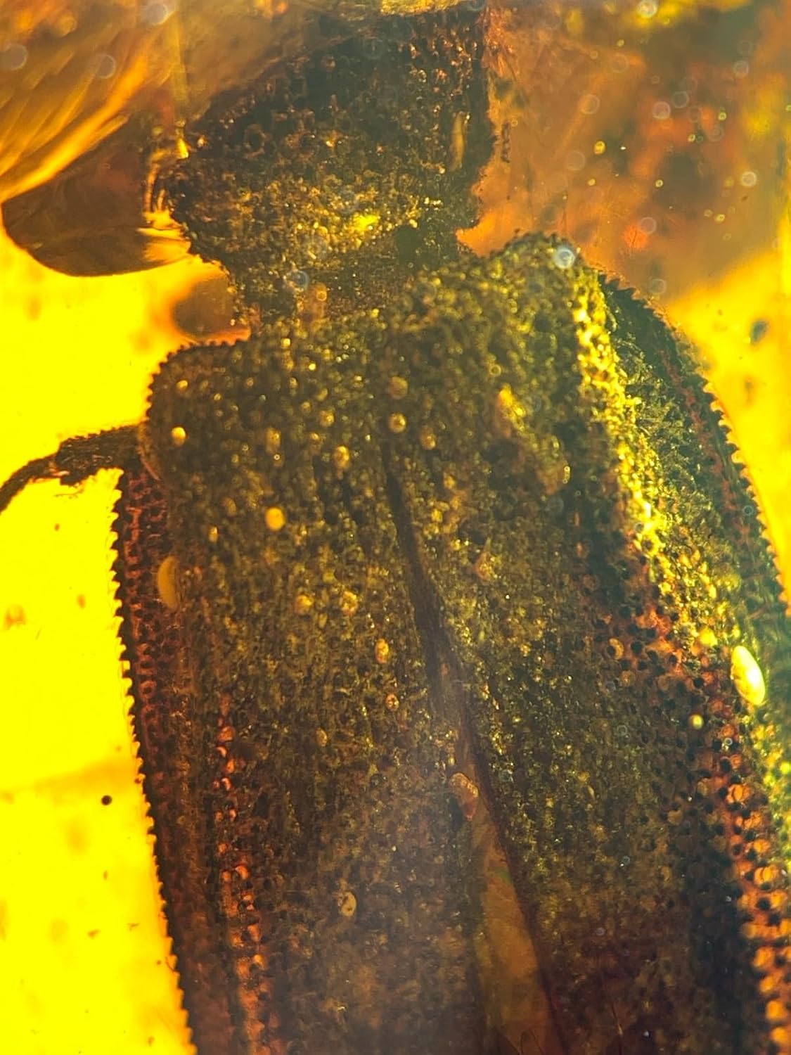 Burmese burmite Cretaceous Beautiful Mesh Beetle Insect Fossil Amber Myanmar