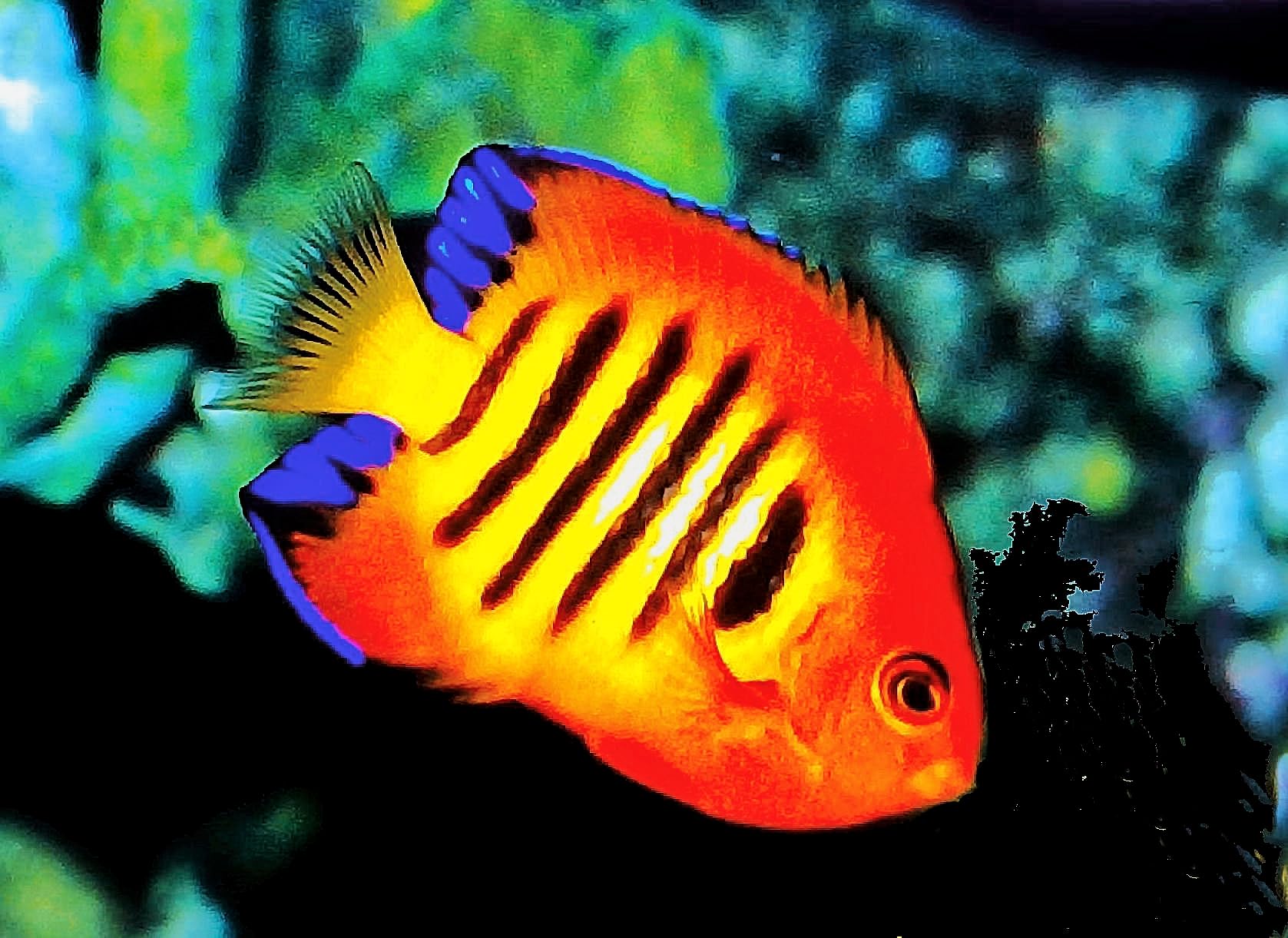Kaiserfische: Zwergkaiserfische/Herzogfische/Großkaiserfische