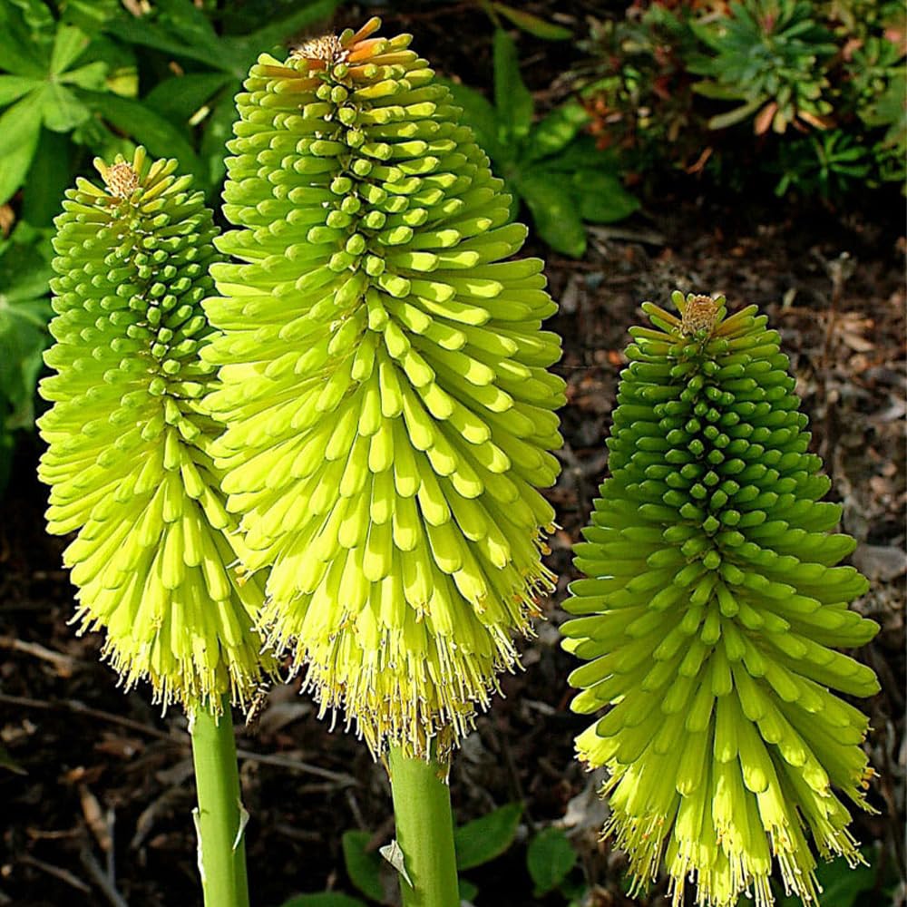 トリトマ 苗 トーチリリー1苗〜250円くらい トリトマ 苗 トーチリリー