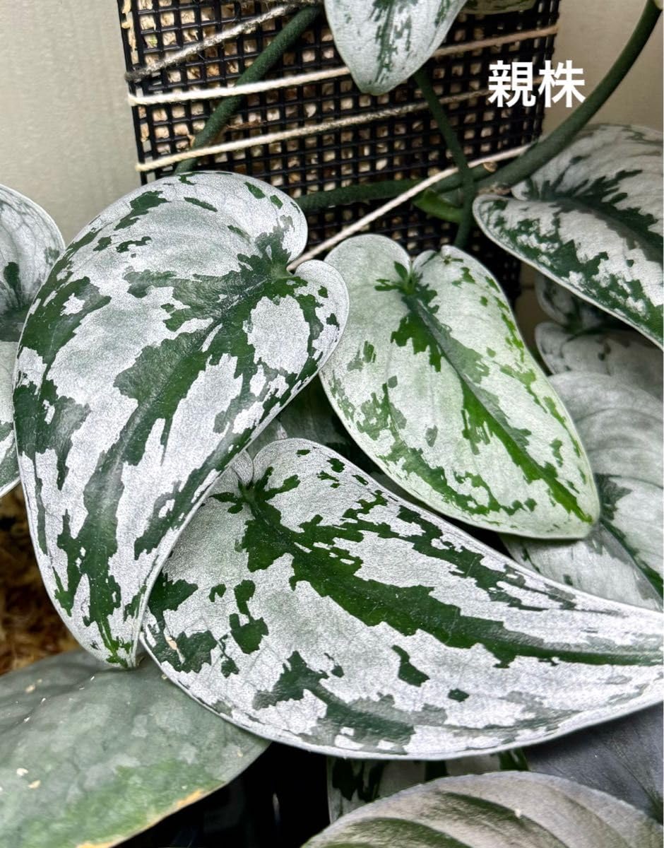 Amazon.co.jp: 特価 超レアScindapsus pictus silver Metallic