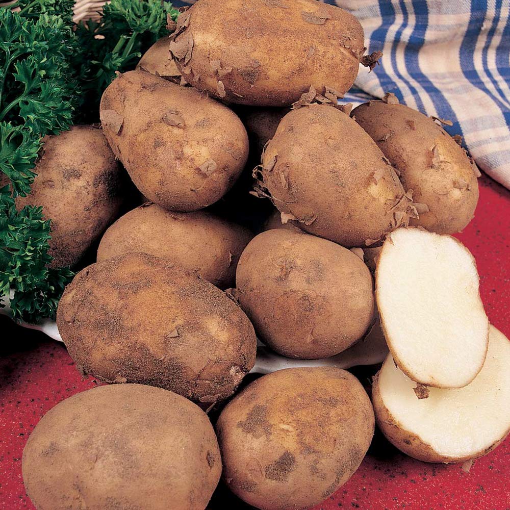Pentland Javelin First earlies Seed Potatoes from Pleveys Garden World - Pack of 10 Tubers