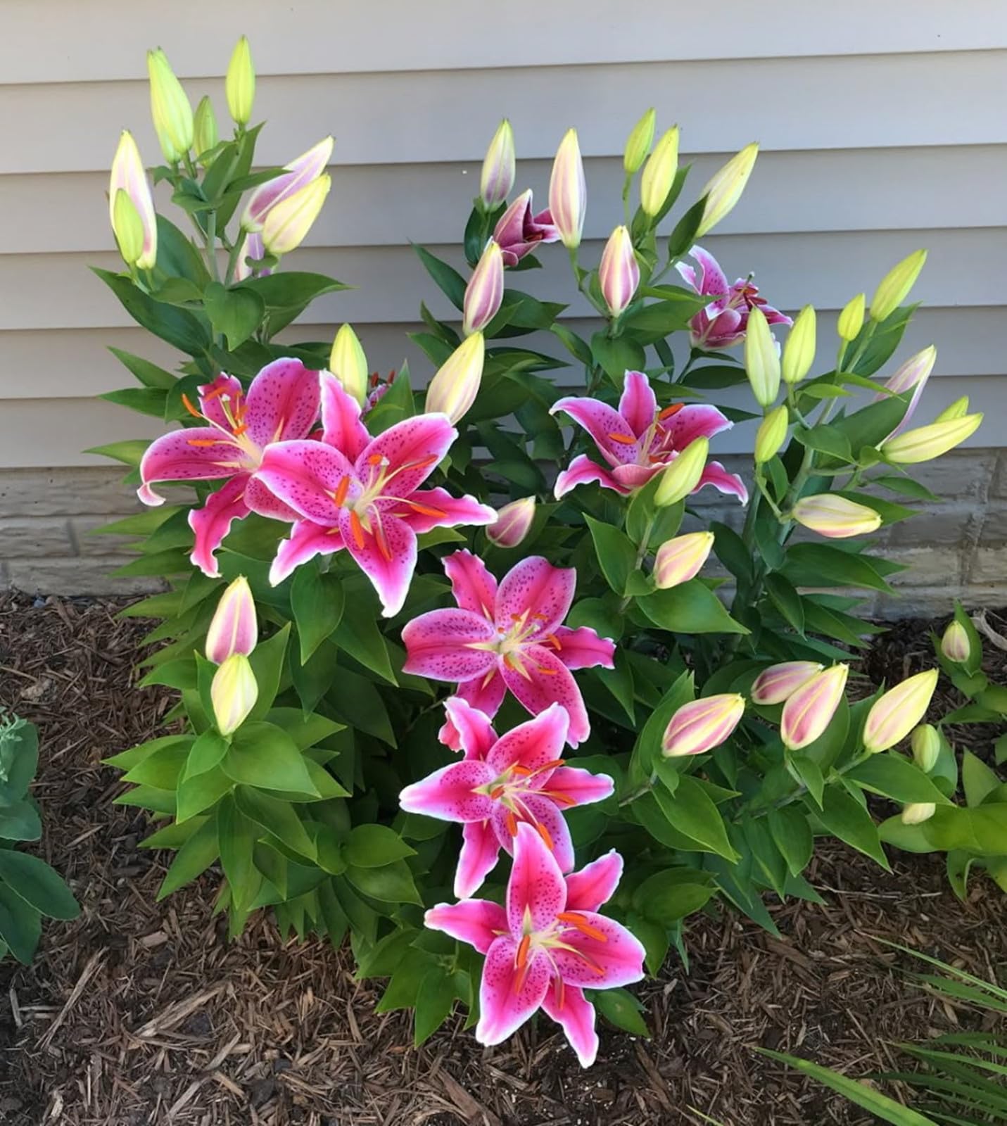 Lily Bulbs for Planting, Excellent Display- Suitable for Garden Plants- Landscape Design-2 Bulbs-G