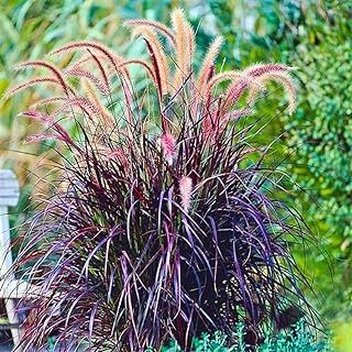2 Purple Fountain Grass Live Plants, Perennial Grass Clumps for Outdoor ...