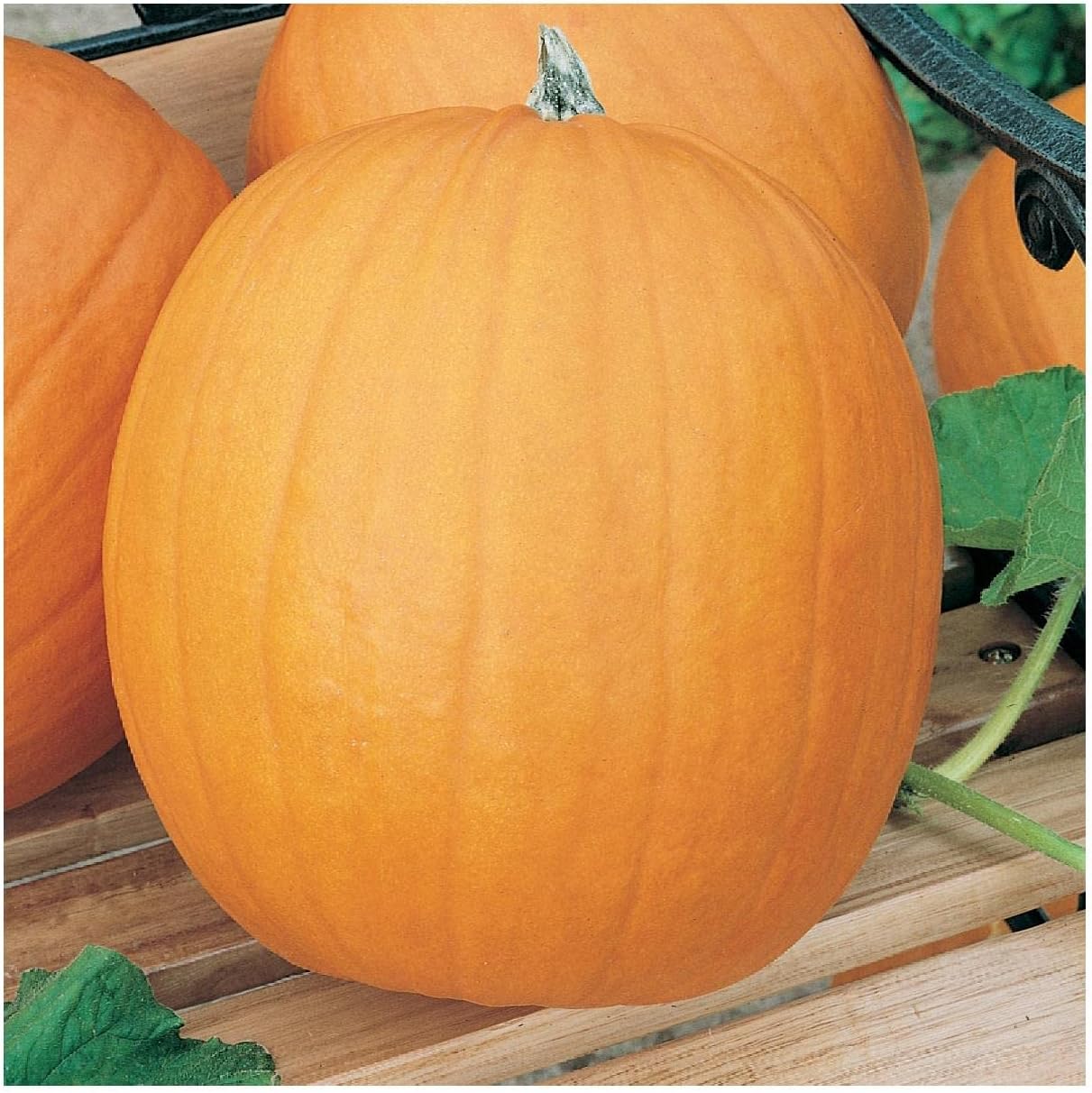 Everwilde Farms - 1 Lb Organic Jack O Lantern Pumpkin Seeds - Gold Vault Packet
