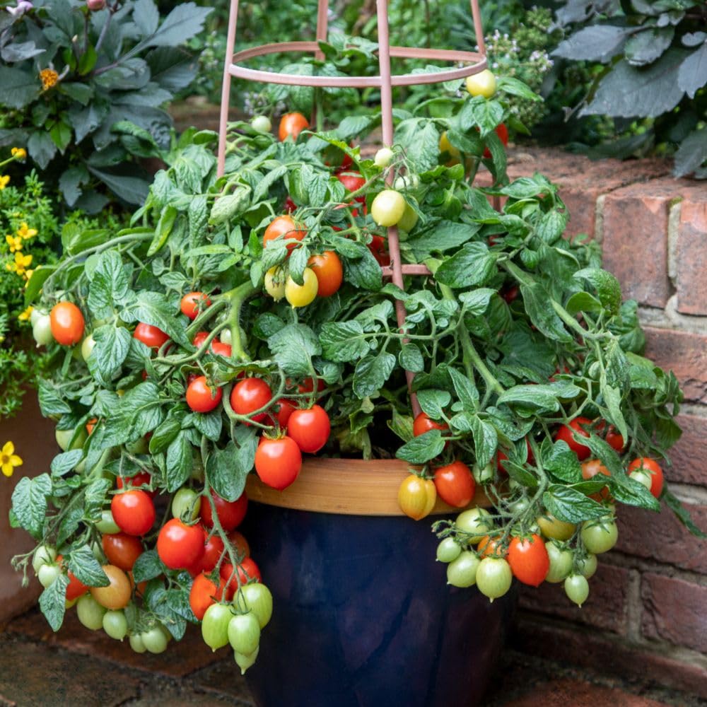 Tomato Summer Dew F1 Seed - Mini Plum Sweet Taste, Perfect for Pots & Hanging Baskets, Bush Type, High Yield, Disease Resistant - 1 Packet - Thompson & Morgan