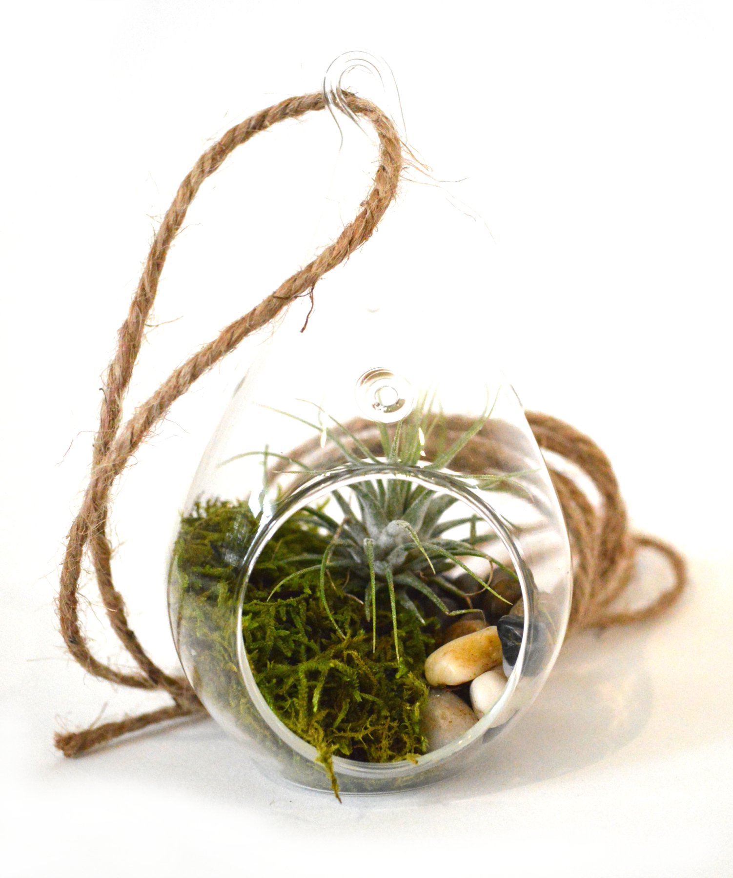 9GreenBox - Air Plant - Tear Drop Terrarium Kit with Moss and Pebbles Live Plant Ornament Decor for Home, Kitchen, Office, Table, Desk - Attracts Zen, Luck, Good Fortune - Non-GMO, Grown in The USA