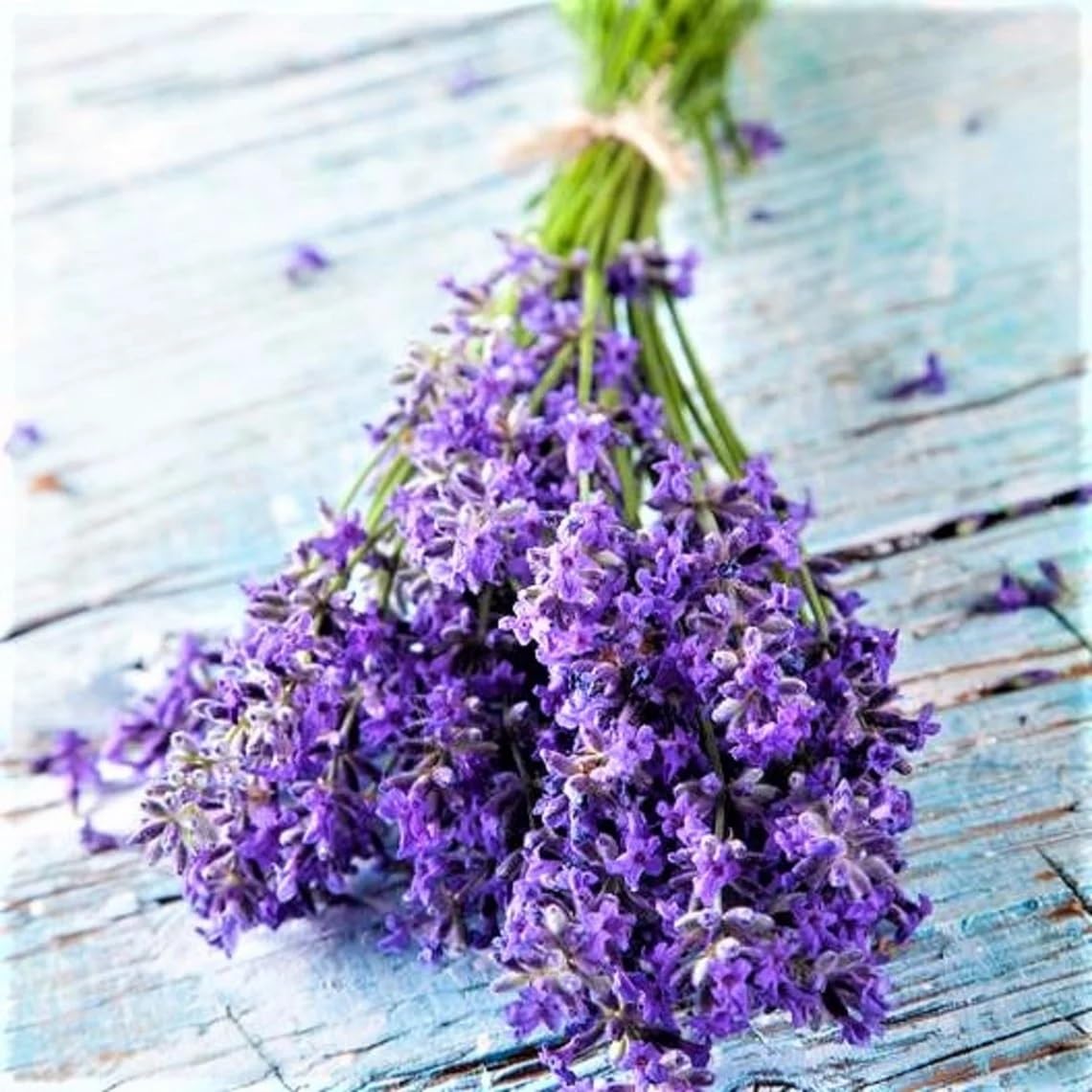 Willvine English Lavender Herb/Flower-XIL-8P-image-24