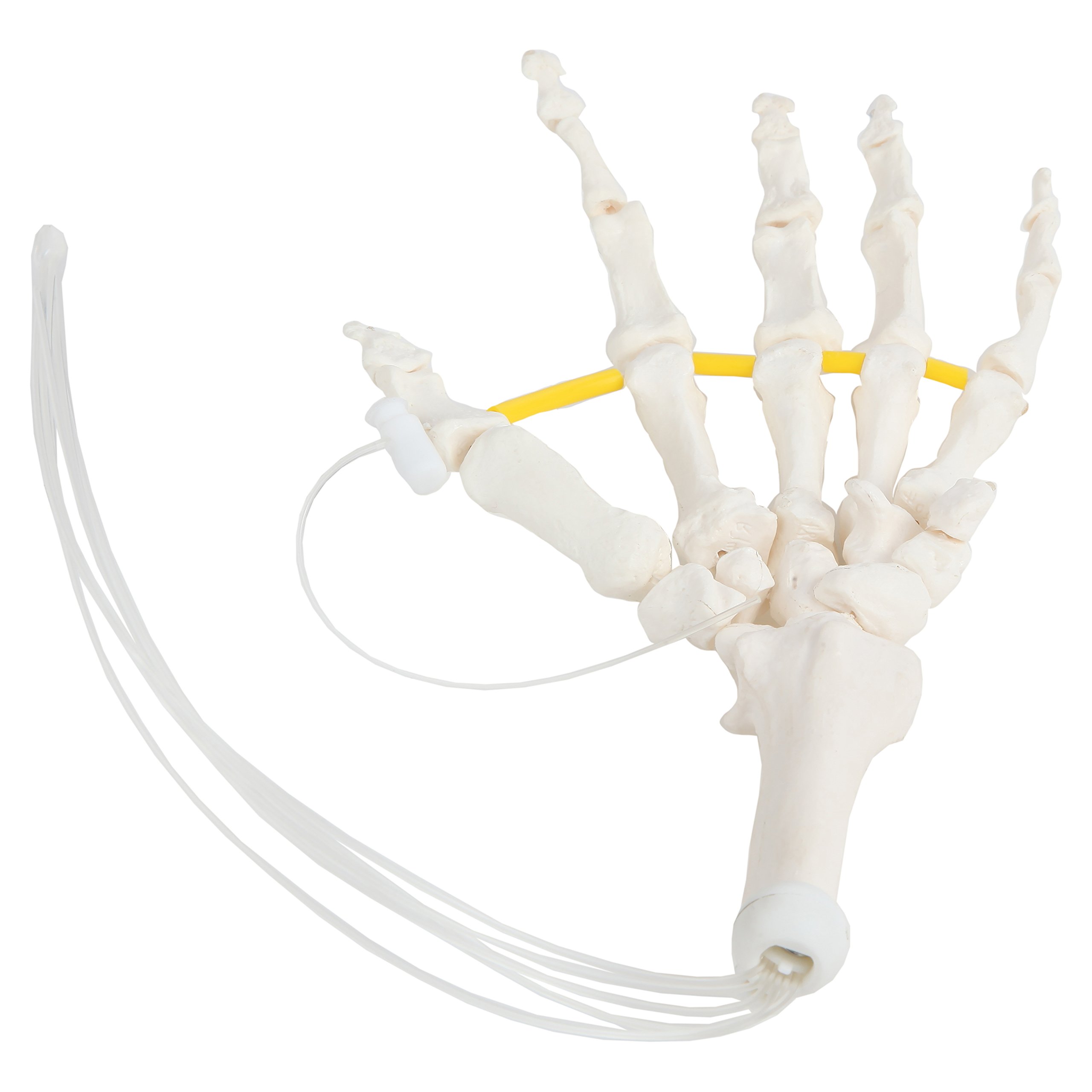 Axis Scientific Skeletal Hand | Left | Fully Articulated Flexible Hand Skeleton is Secured with Nylon Cord Can be Expanded to See More Skeletal Detail