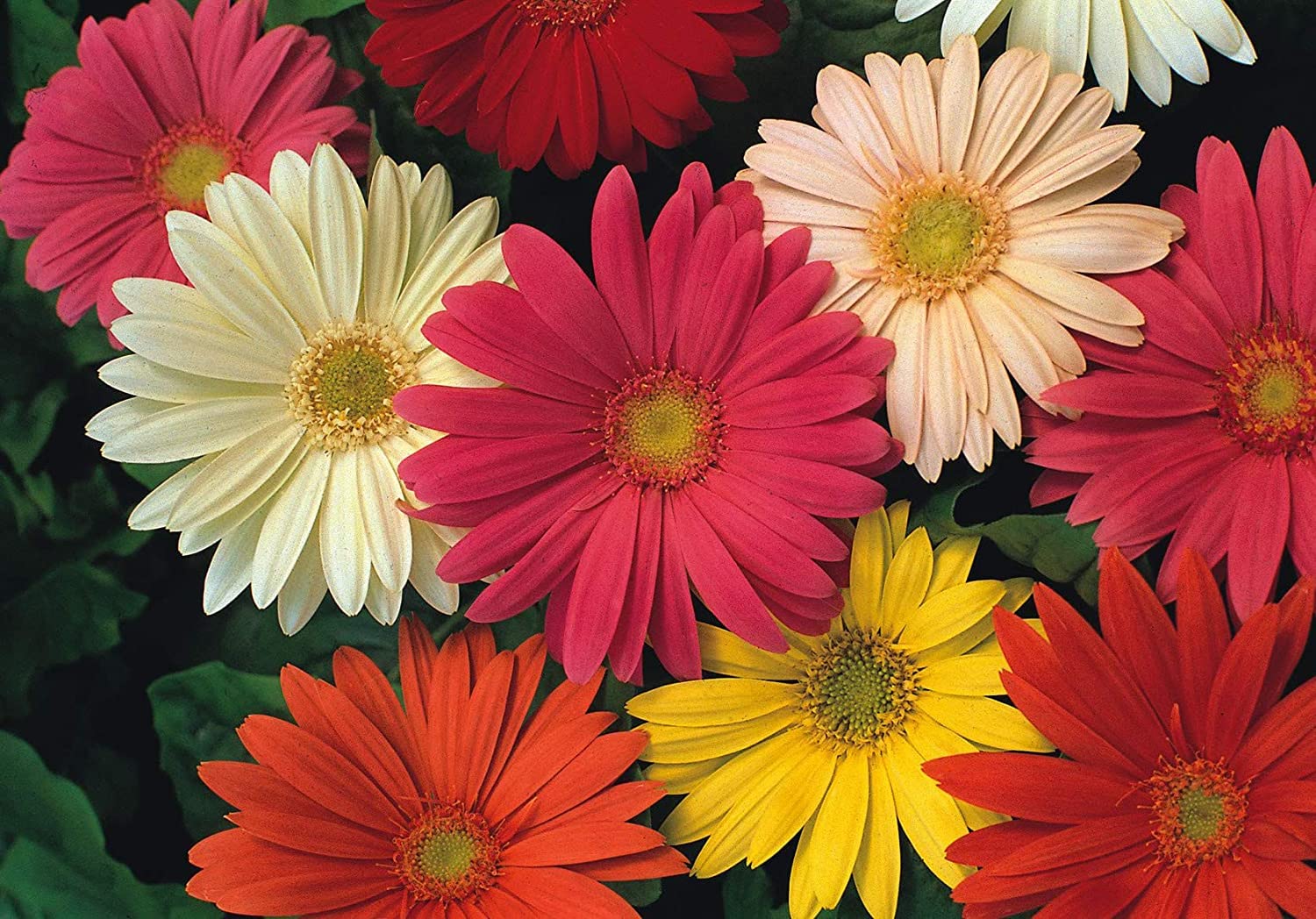 50 Gerbera Jamesonii Hybrids Mix Seeds - Barberton/Transvaal Daisy - Perennial Seeds