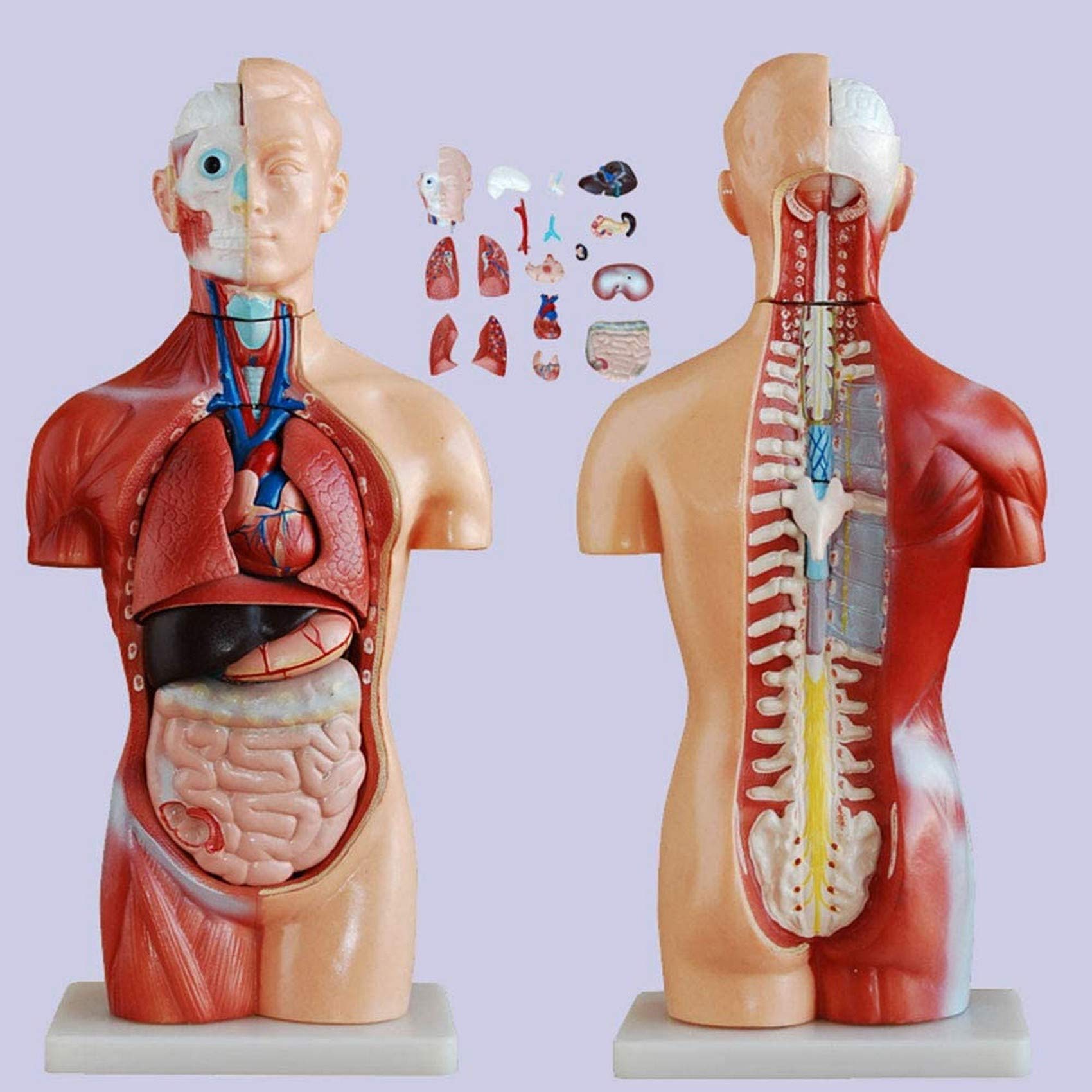 Amazon.co.jp: 人間の胴体の解剖学的モデル-45cmの無性人間の胴体の