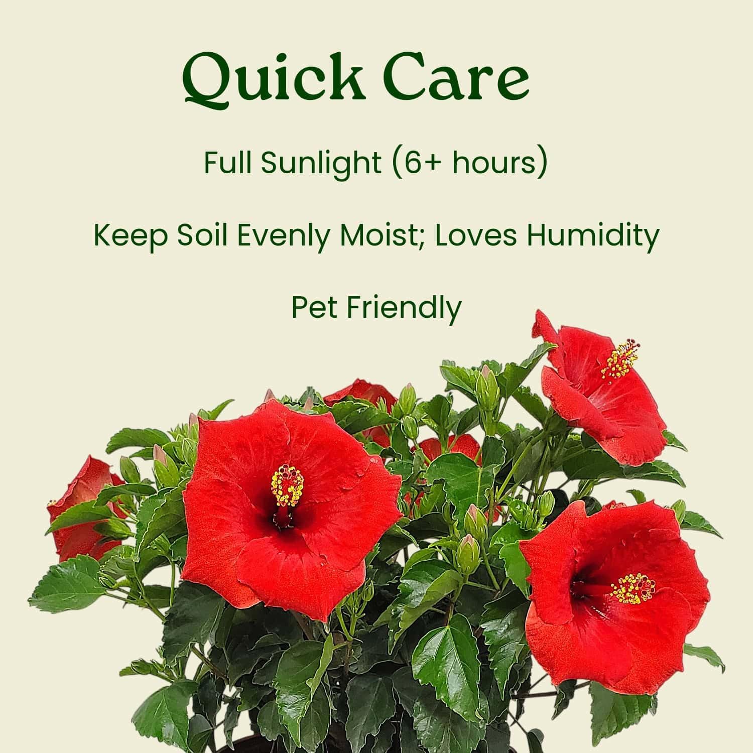 Tropical Plants of Florida - Red Yoder Dwarf Hibiscus Bush - 10" to 14" Overall Height - 1 Gallon Planter (Plant Only)