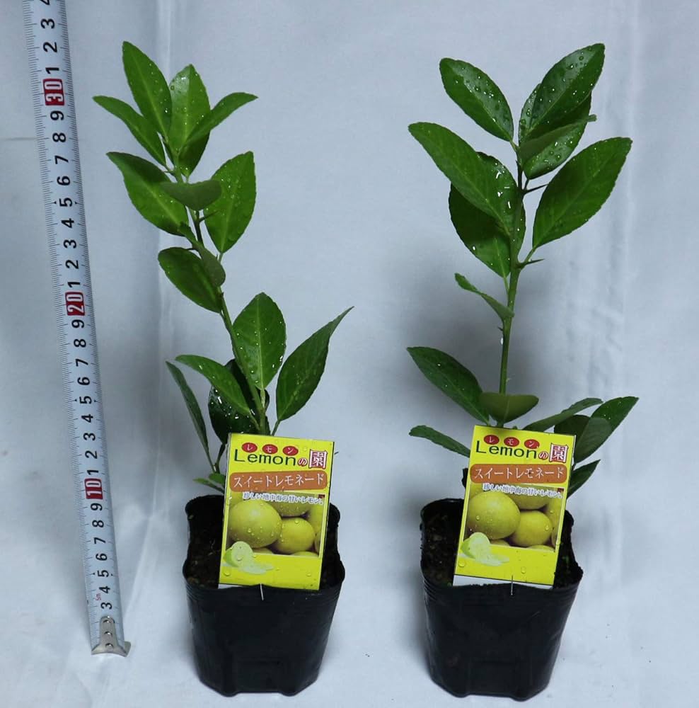 値下げ中‼︎ 手渡し品②スイートレモネード取木苗　実付き 714yEjYeZOL._AC_UF1000,
