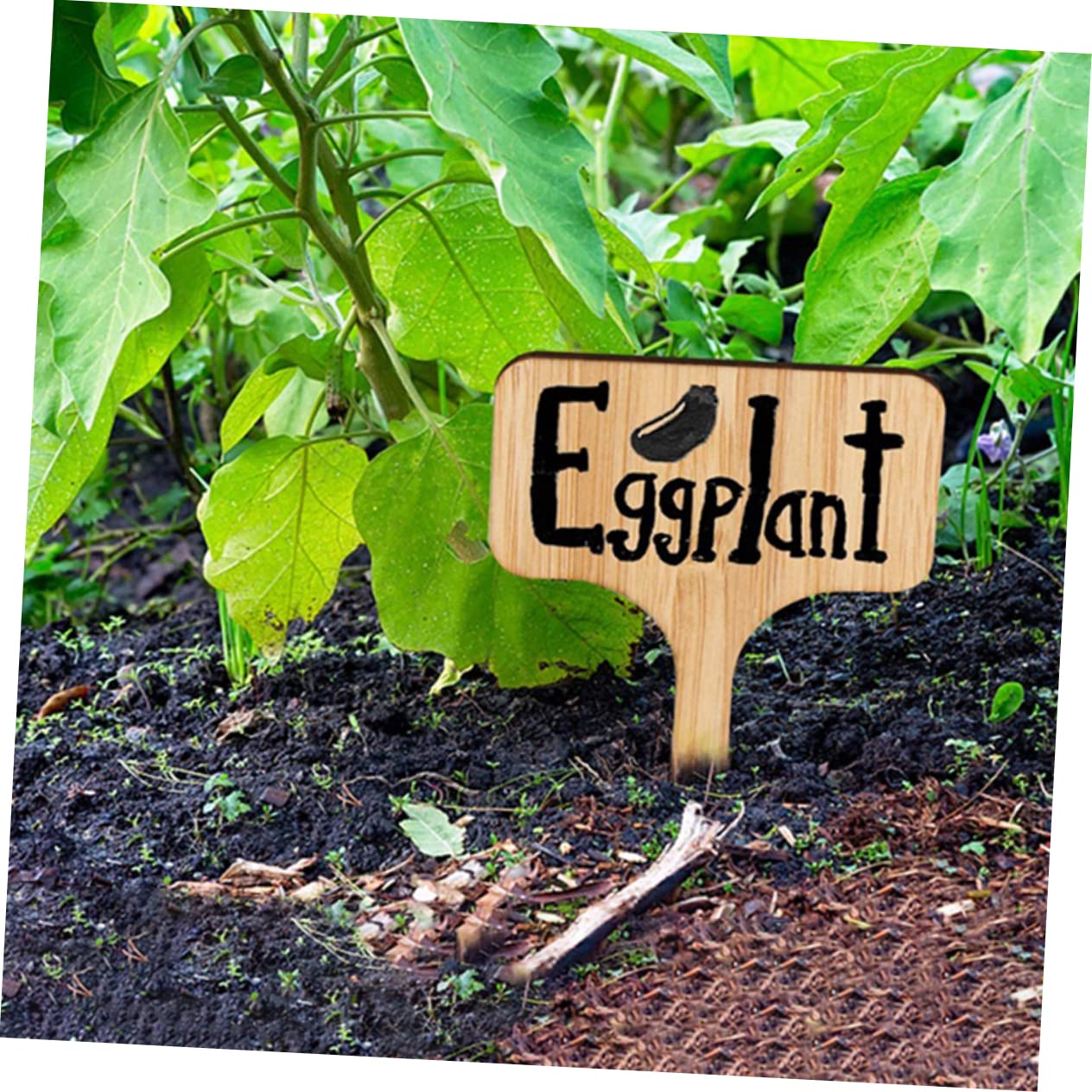 Sosoport 5 Ensembles Étiquette De La Plante Étiquettes De Nom De Plante Étiquettes De Jardin Usine Étiquettes De es Pour Pépinières Étiquettes De es Pour Paysagistes 30 Pièces * 5