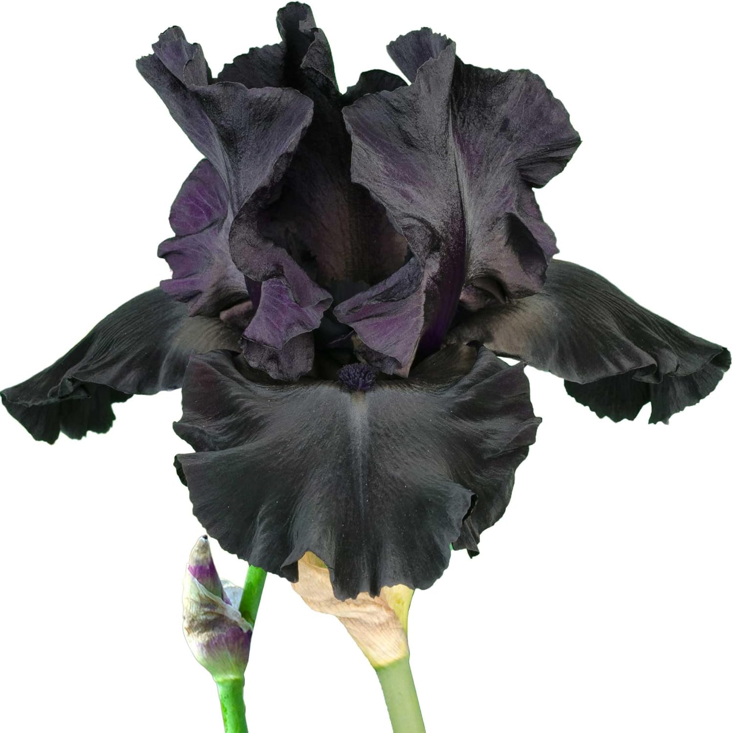 Old Black Magic Tall Bearded Iris Plant Potted - Fragrant Black Flowers Garden Perennial, Stargazer Perennials