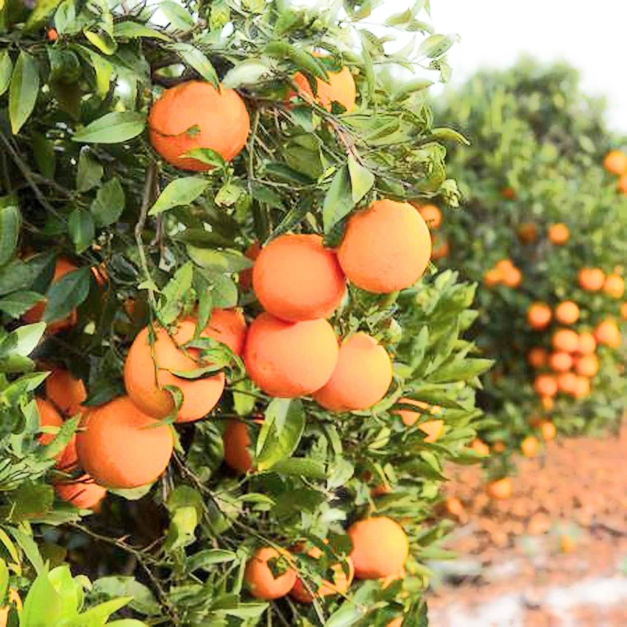 One Valencia Orange Tree, 12 feet Tall, grafted, Can not