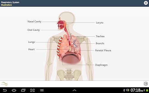 Human Body Anatomy