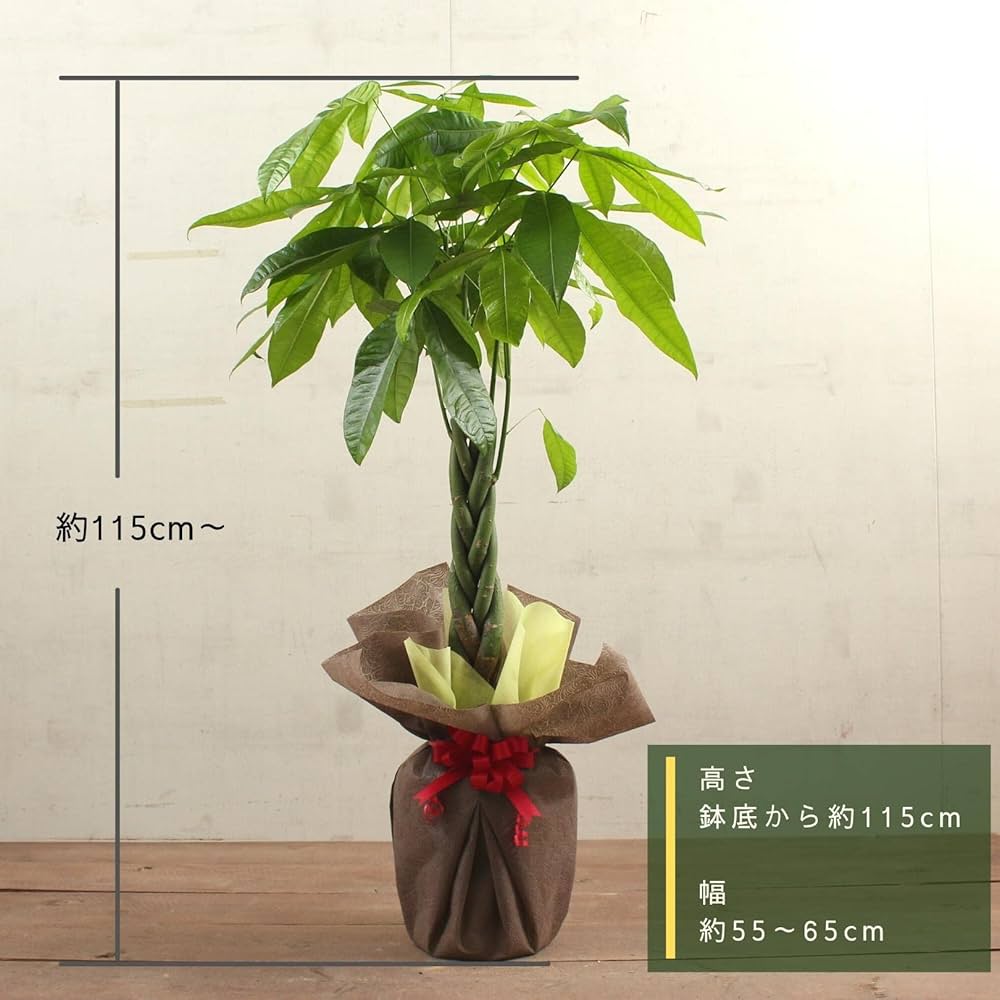 Amazon｜パキラ 8号 編み 受け皿付 ラッピング済【観葉植物 本物