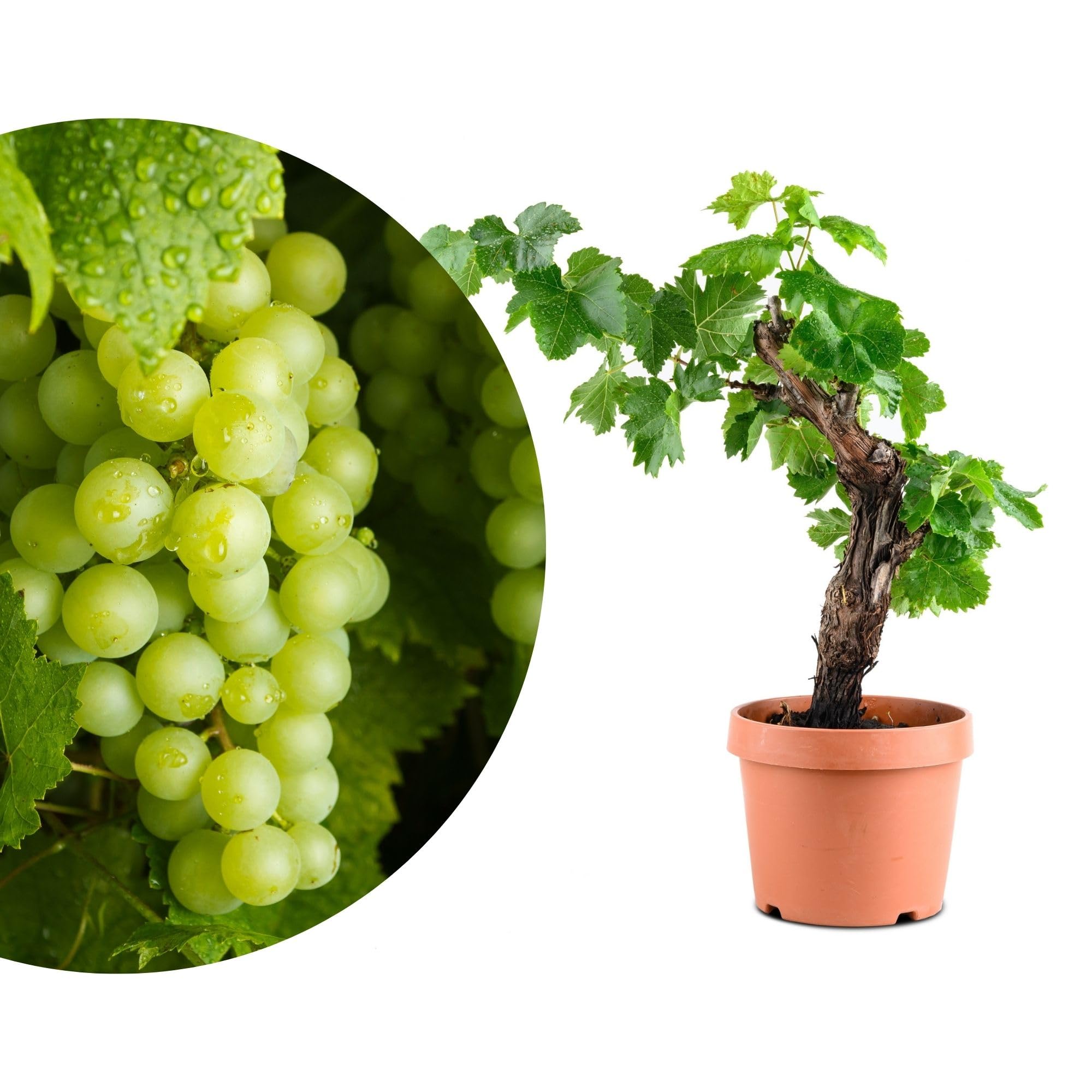 Meine Orangerie - exklusive Vitis Vinifera Weinrebe in Bonsai Form – Premium Weinrebe – pflegeleichter Indoor- und Outdoor-Bonsai – dekorative und langlebige Pflanze für Haus und Garten (Ø18cm Topf)