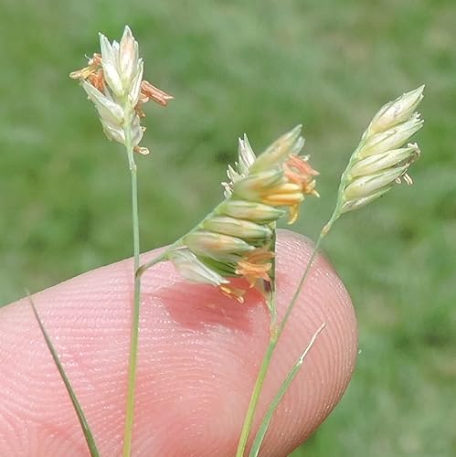 Miniatura 2 de CHUXAY GARDEN Bouteloua Dactyloides - Semillas de hierba de búfalo, búfalo, 15000 semillas de 1 onza de rocas de paisajismo, cubierta del suelo,