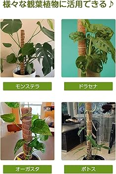 モンテスラ様　専用 楽天市場】モンステラ 支柱 ココスティック 観葉植物 支柱 園芸