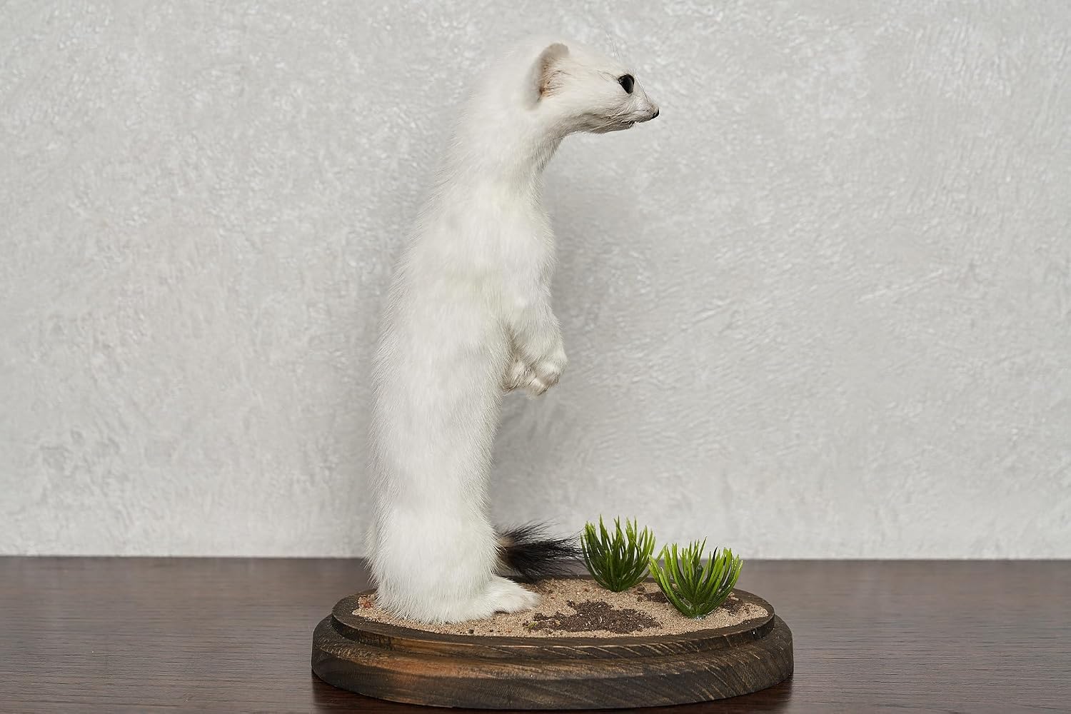 Taxidermy Mount ST8782