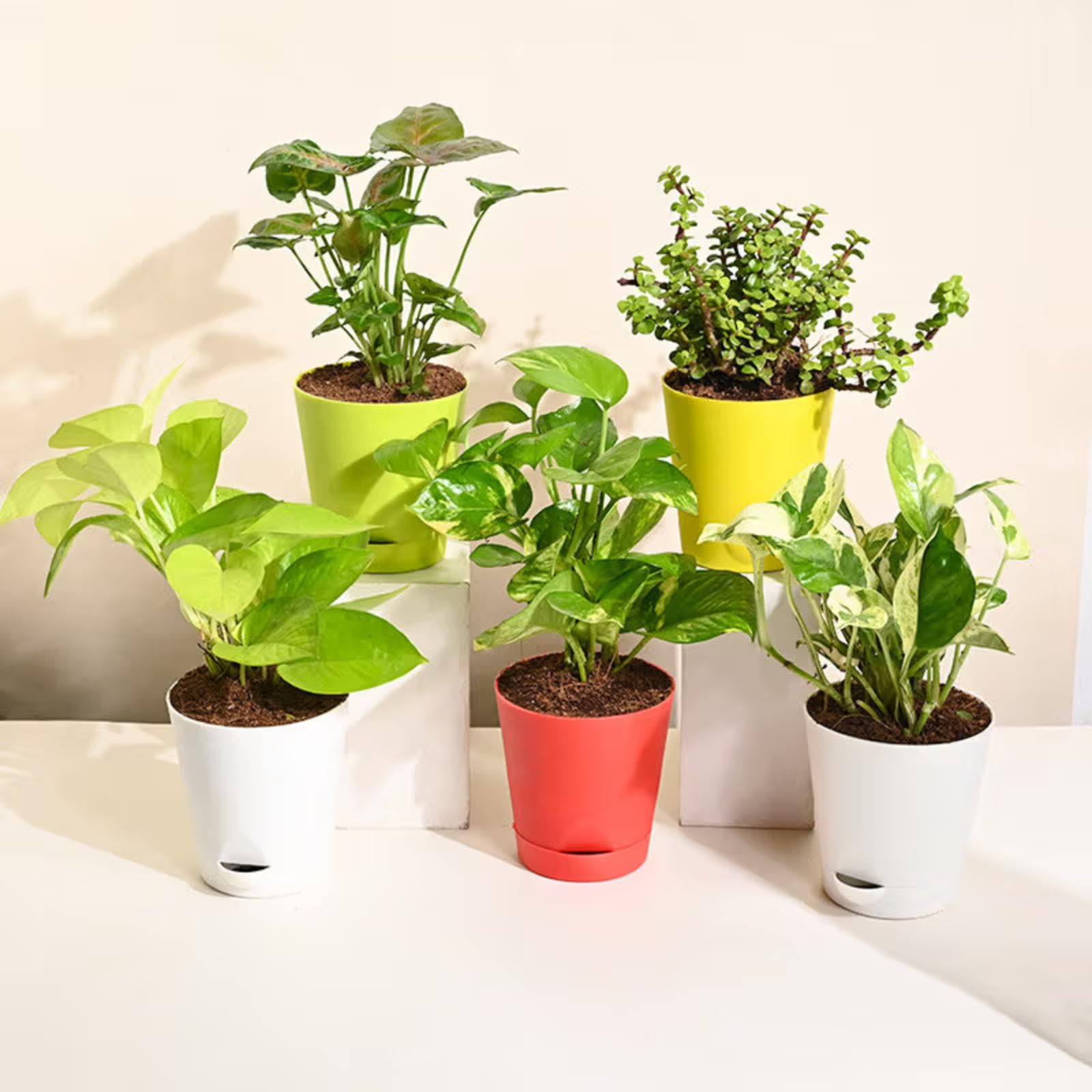 FlowerAura Air Purify Set of 5 Live Indoor Jade Plant, 2 Money Plants, White Pothos Plant, Syngonium Plant In Pots For Home/Office Decor & Gift For Birthday & Anniversary (Same Day Delivery)-image-2
