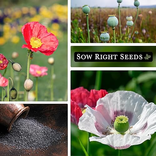 Miniatura 4 de Sow Right Seeds - Semillas mixtas de amapola de maíz para plantar - Paquete de reliquia sin OMG con instrucciones para cultivar un jardín de flores
