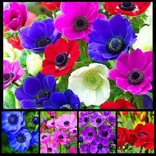 5 bombillas de flores Anemone "De Caen" para plantar | Multicolor Mix | Barcos de Iowa, Estados Unidos | Planta en otoño. Bombillas de flores