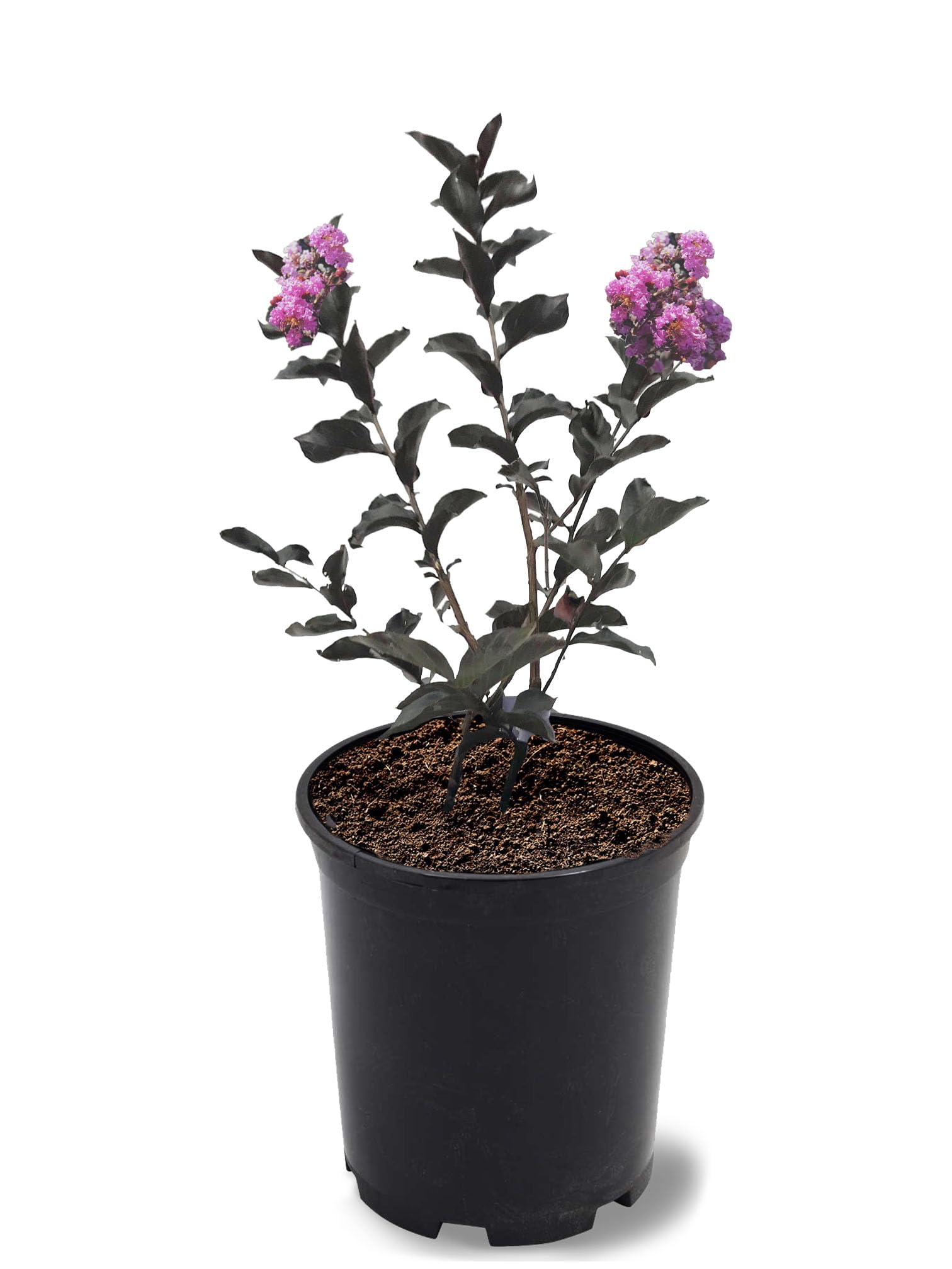 American Plant Exchange Black Diamond Purely Purple Crape Myrtle