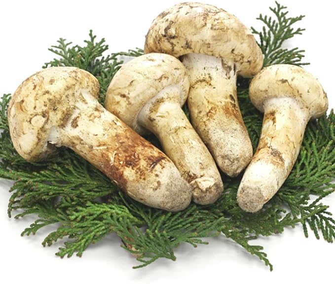 生松茸 カナダ・北米産 ＜訳あり＞ 約1kg 箱｜天然フレッシュマツタケ 空輸直送｜日本向け鮮度優先・ 秋の味覚の王様｜色が白く白色系で芳醇な香り・独特の風味や食感も楽しめる｜様々な松茸料理を楽しめる｜四季の広場厳選 天然高級きのこ｜ご家庭用 贈答用 安心の国内検品