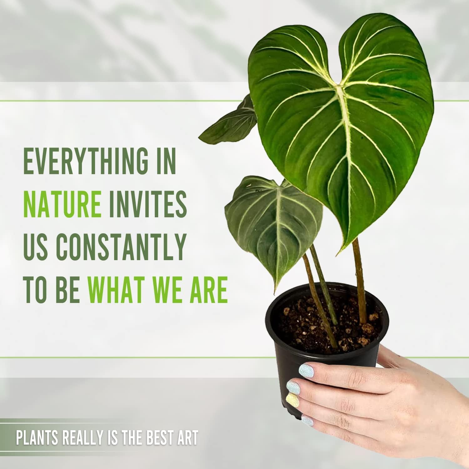 monstera lechleriana variegated mature Monstera lechleriana Albo – Stunning White Variegated Aroid Cuttings a –  Rooting 4 Joy main image 1