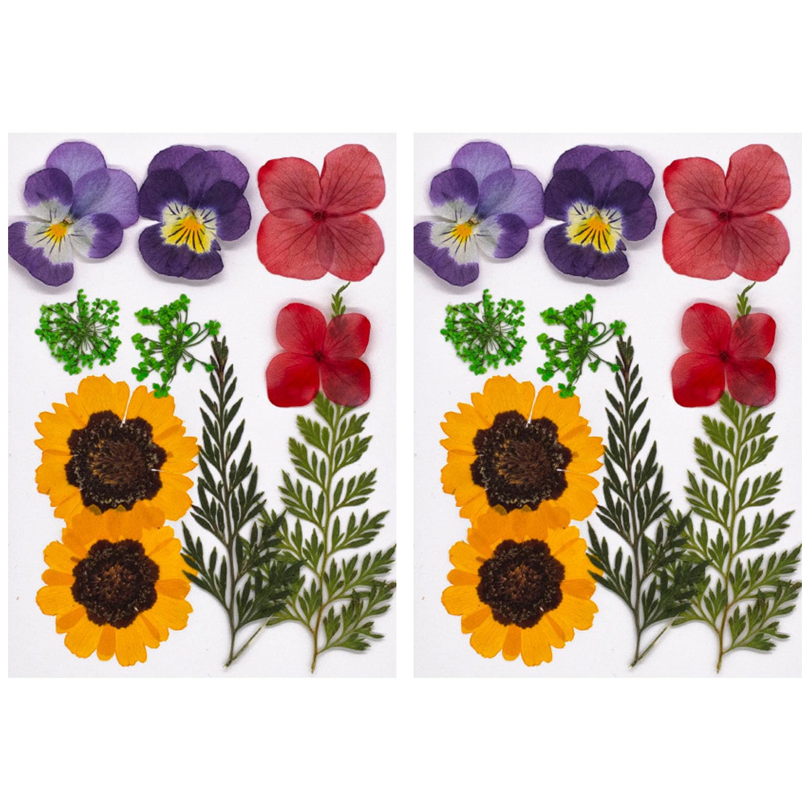 Carotoe Flowers Are Like Bro 20Pcs Natural Dried Flower For Bookmarks Jewelry Making Natural Pressed Dried Flower Leaves For Art Craft Pressed Craft Supplies