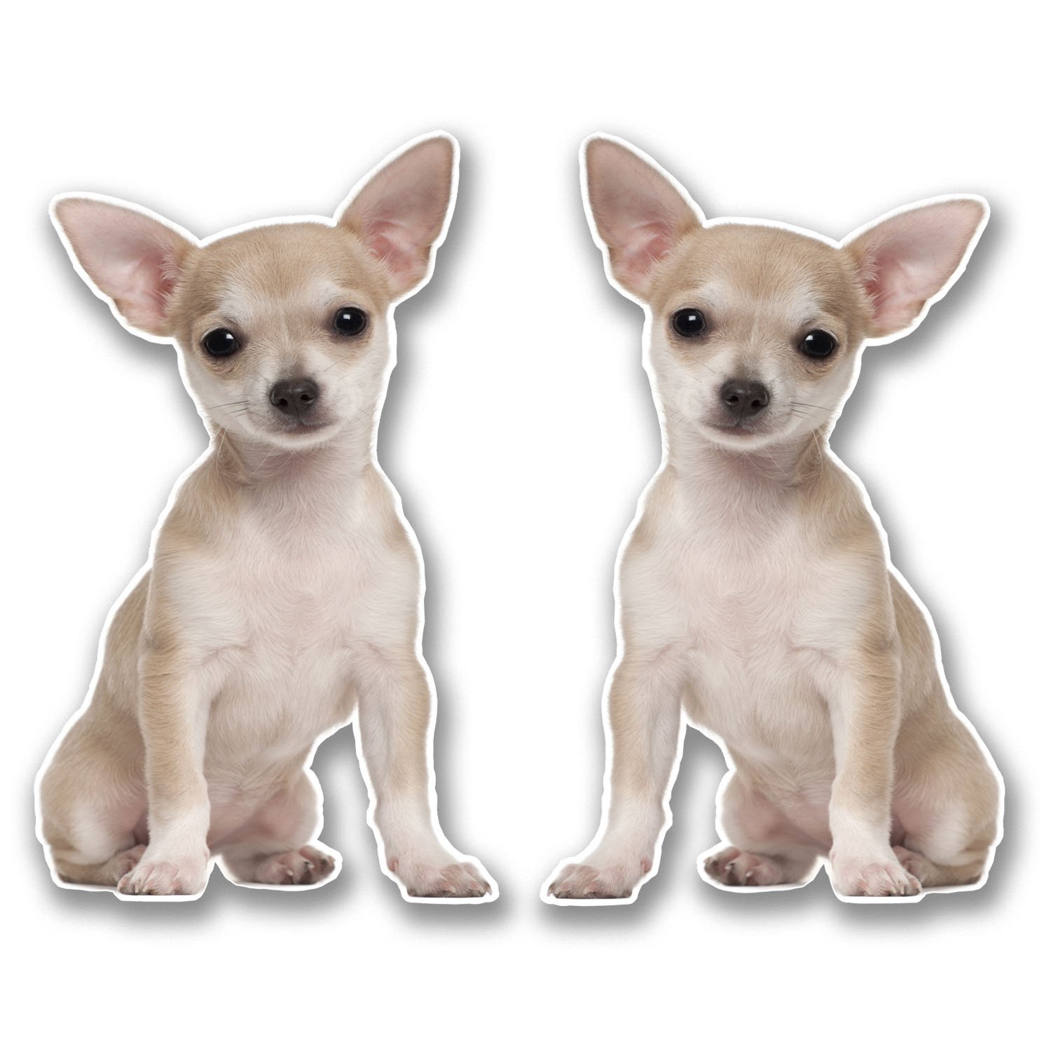 2 x 10cm Chihuahua Vinyl Sticker Decal Laptop Tablet Car Dog Animal #6303 (6cm Wide x 10cm Tall)