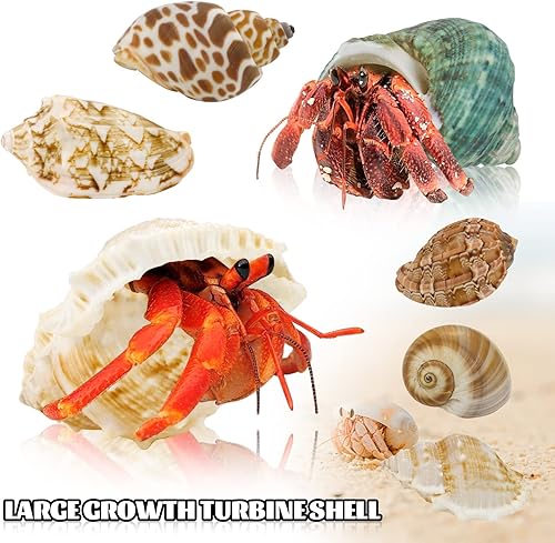 Hermit Crab Shell - Openning Size 0.6"-2" Medium to Large Growth Turbo Seashells Natural Sea Shells for Hermit Crab Supplies, Aquarium Décor, Nautical Decoration (12 Pcs)