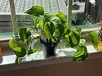 Review Image by maplesugar6 maplesugar6