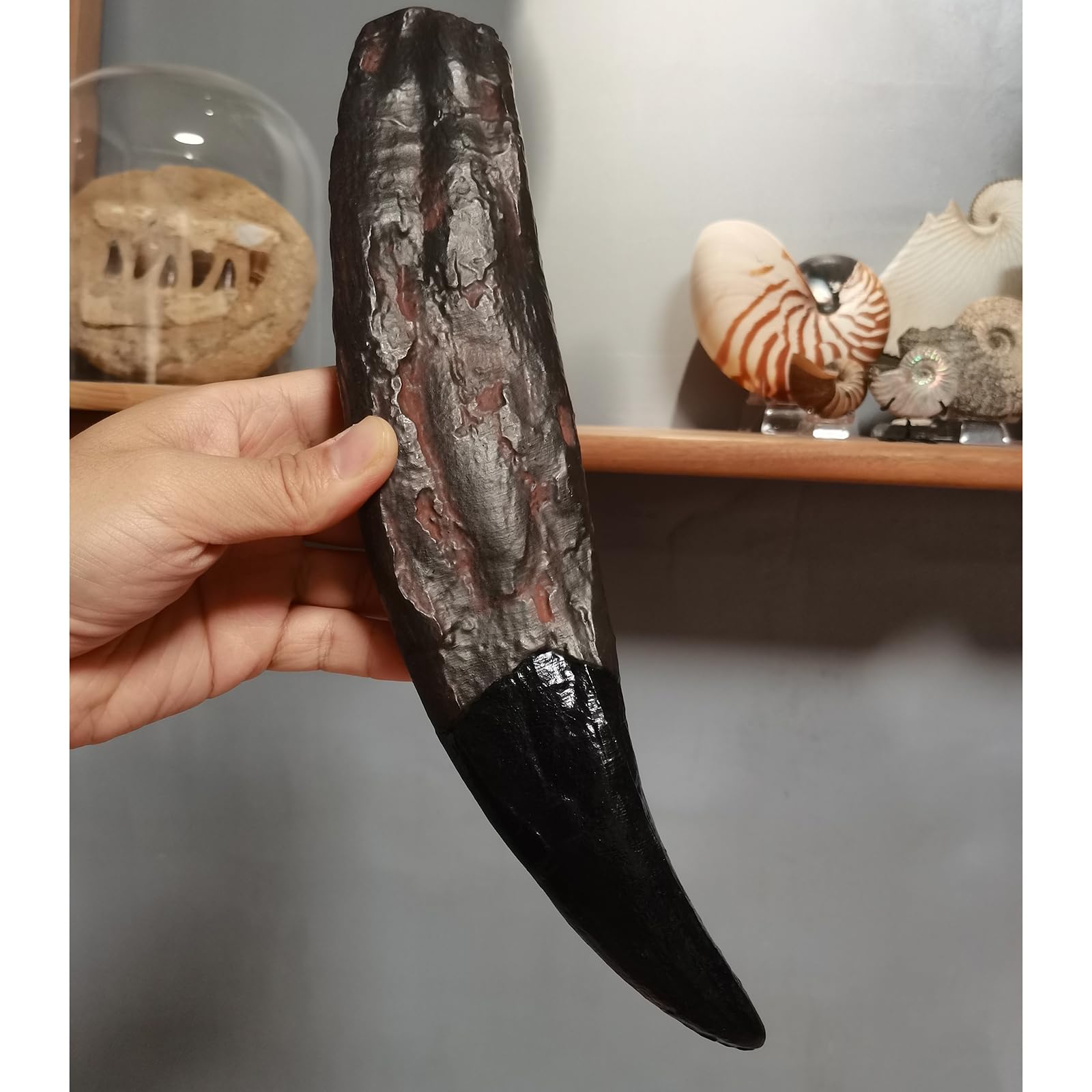Tyrannosaurus rex - Modelo de diente de dinosaurio, cráneo, fósil, para dinosaurio, fósil, regalo decorativo coleccionable educativo