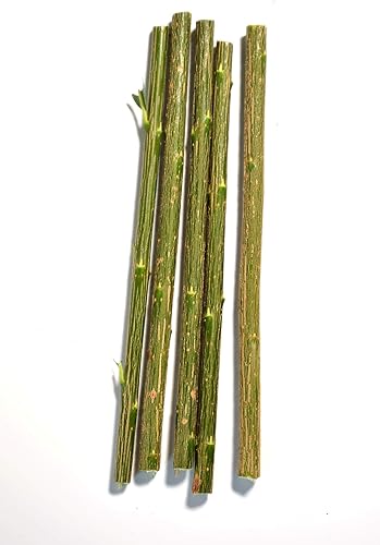 treesagain montón de 5Rojo Willow EsquejesSalix koriyanagi "rubykins7A 9inches