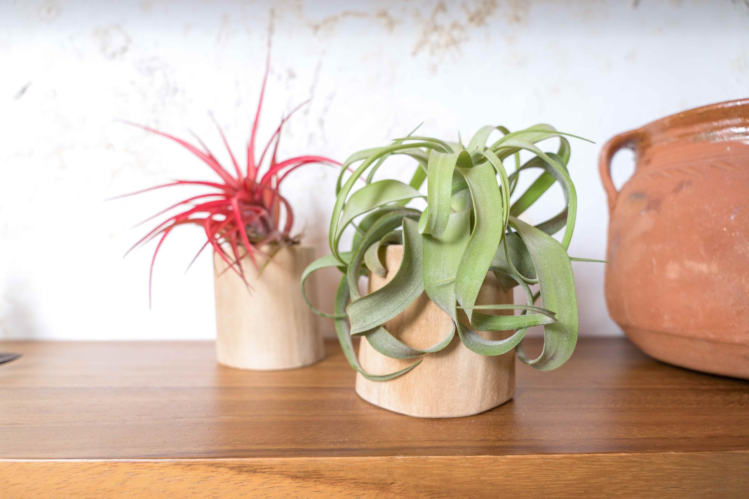 Amazon.com : Air Plant Shop Driftwood Container with Custom Air Plant -  Succulents - Live Tillandsia - Easy Care Indoor and Outdoor House Plants  (Harrisii) : Patio, Lawn & Garden