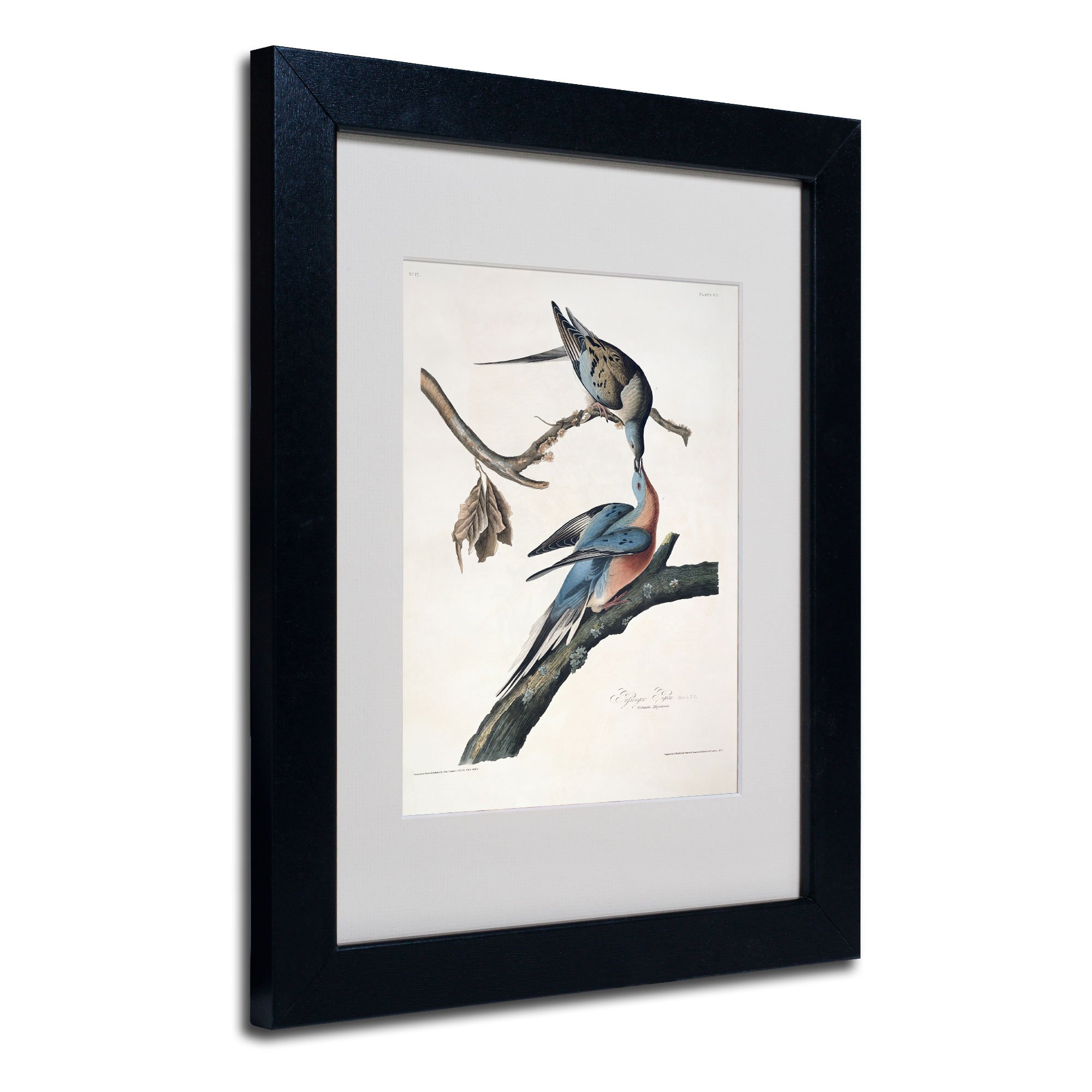 Passenger Pigeon Matted Artwork by John James Audubon with Black Frame, 11 by 14-Inch