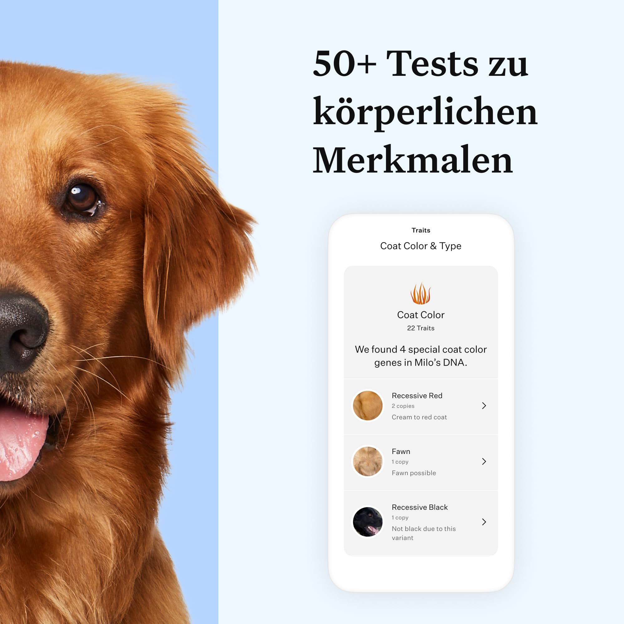 Wisdom Panel Essential – Hunde-DNA-Test für Ahnen, Rassen, Eigenschaften und Gesundheitstests