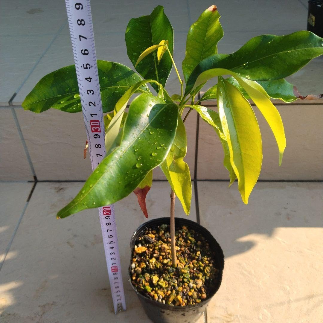 ジャカパット　ライチ苗　６号サイズ ジャカパットライチ苗6号サイズ