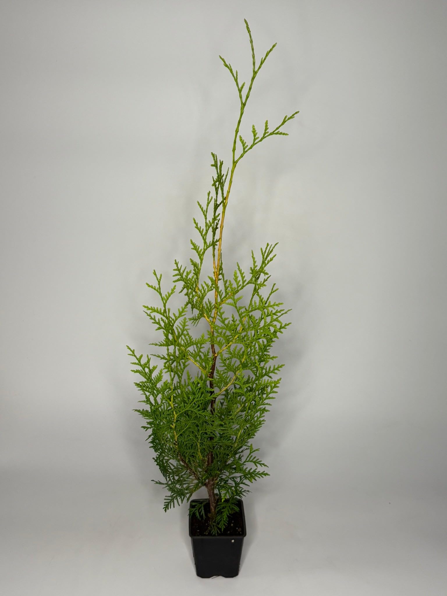150 Stück, 40-50cm, Topf 9cm, Lebensbaum Thuja occidentalis Brabant