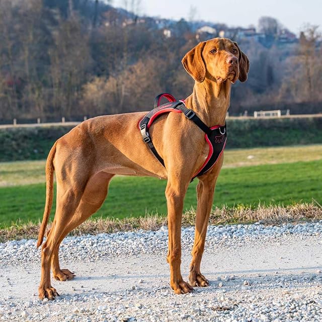 Foto 2 de 6 de Ferplast Arnés Perro Antitirones Antiescape, Asa Reforzada, Medium, Rojo
