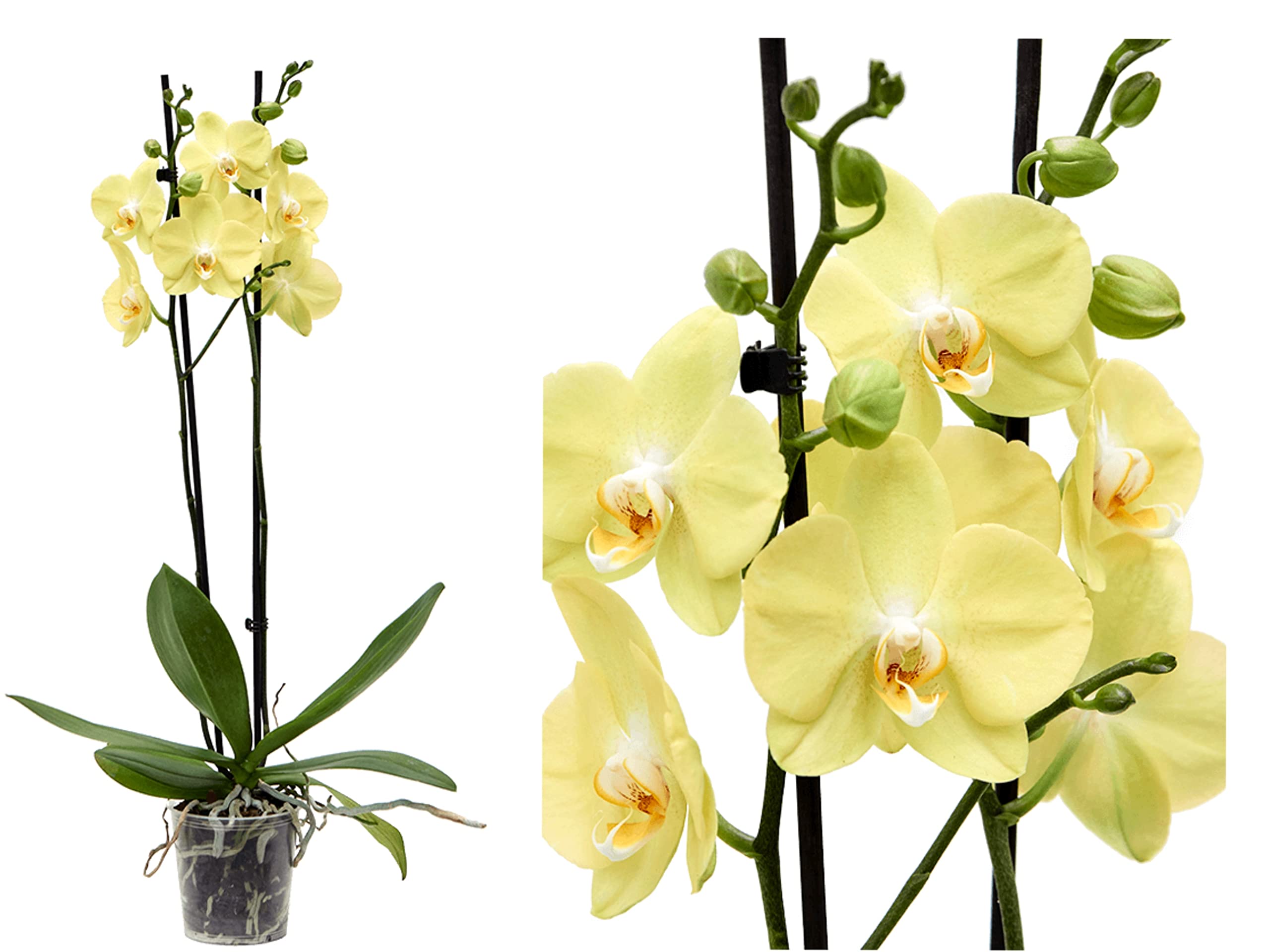 Yellow Orchid Plant - Live PHALAENOPSIS, Yellow Blooms in 12cm Pot - 40-50cm Height