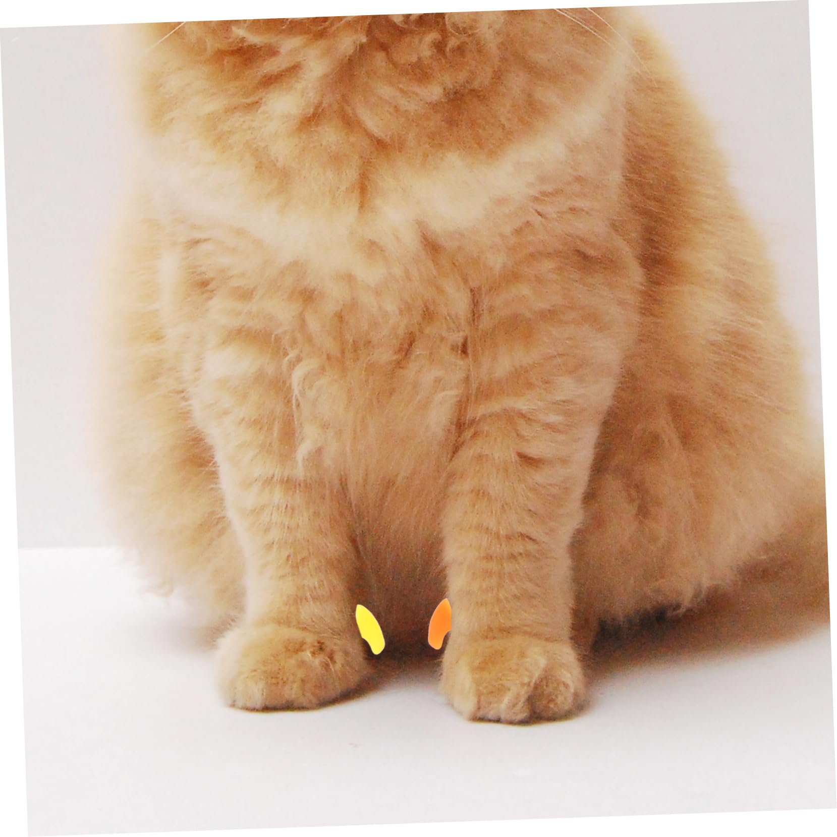 BESPORTBLE 480 Pcs Ensemble D'Ongles pour Animaux De Compagnie Pattes De Chat Conseils D'Ongles De Chat Capuchons D'Ongles en Vinyle pour Chats Griffe De Chat Capuchons D'Ongles De Chaton