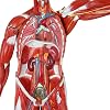 1/2 Life Size Resin Anatomical Human Torso Muscular Figure Model Human Muscle And Organ Model Human Body Model 27-Part Removable Organs And Muscle Anatomy For Medical Educational Training 80 cm