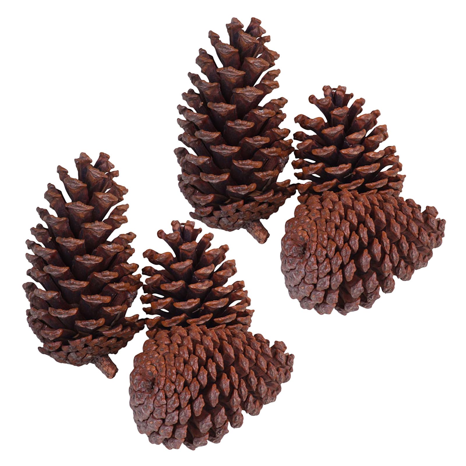 Natürliche Kiefernzapfen und Foto Requisiten zum Basteln 6 Stück Braune Tannenzapfen als Weihnachtsdeko für Indoor Dekoration