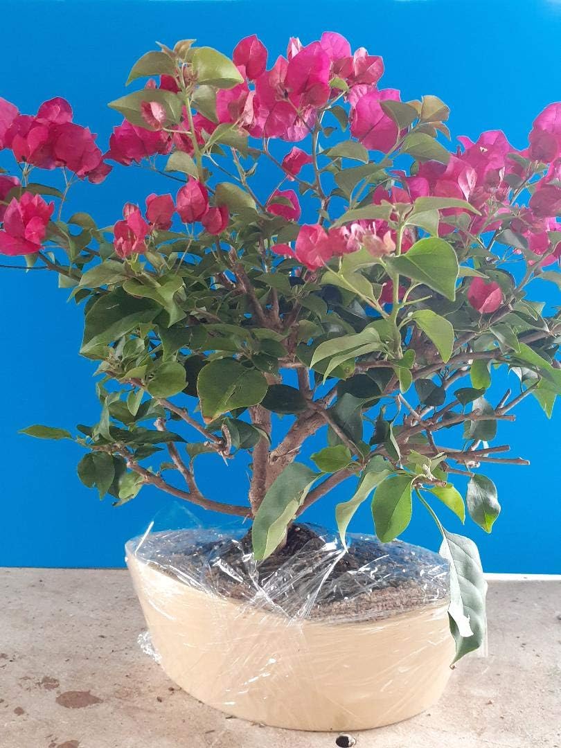 Bougainvillea Bonsai Tree